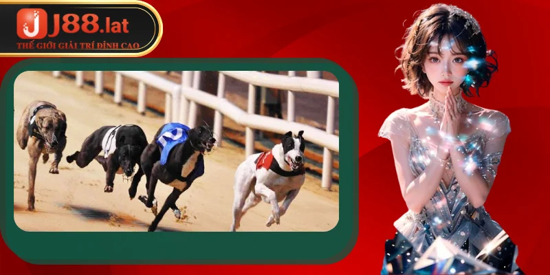 Giới thiệu về hình thức cá cược đua chó tại J88